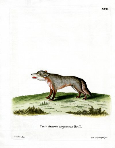 Gray Fox (barevné rytí) od German School