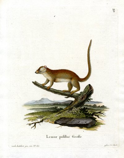 Grey Mouse Lemur (barevná rytina) od German School