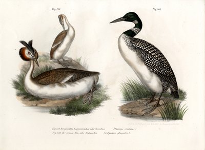 Potápka chocholatá, 1864 od German School