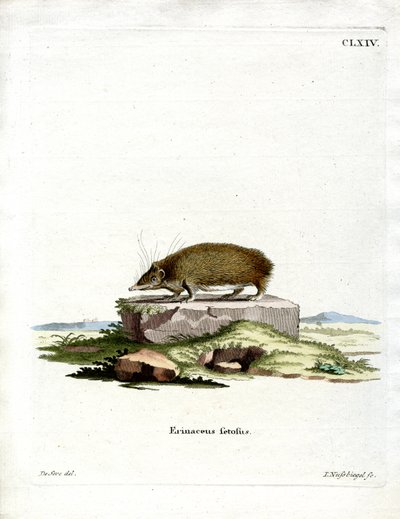 Greater Hedgehog Tenrec (barevná rytina) od German School