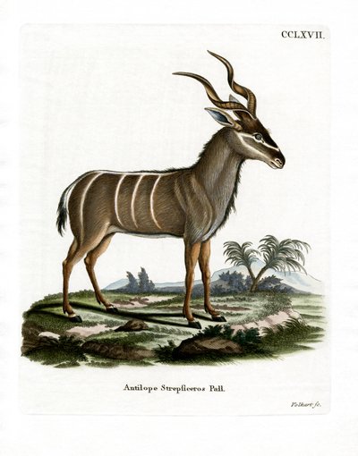 Greater Kudu (rytina Kabured) od German School