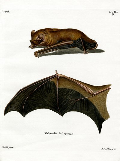 Greater Noctule Bat (barevná rytina) od German School