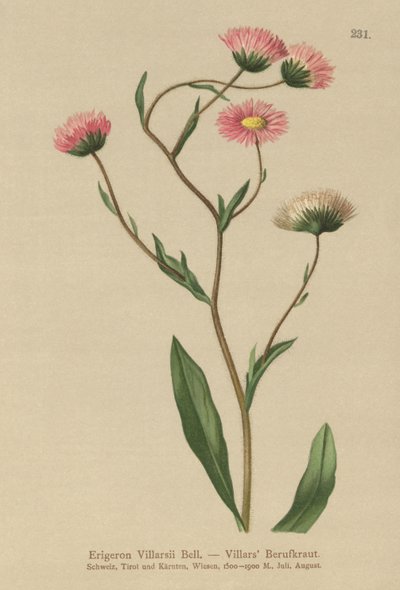 Řecký blešník (Erigeron Villarsii, Erigeron atticus) od German School