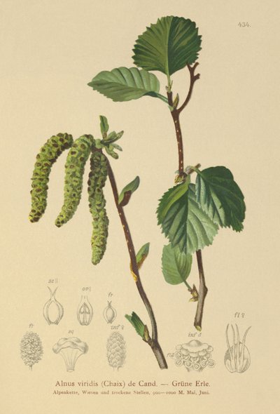 Olše zelená (Alnus viridis) od German School