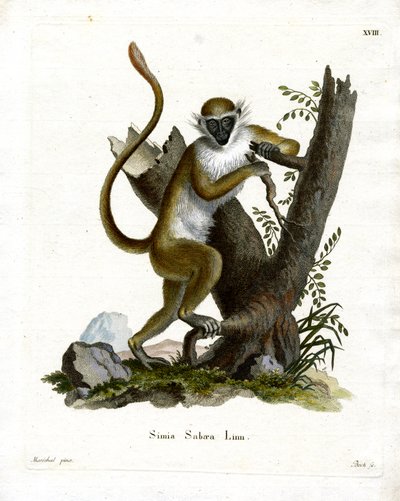 Green Monkey (barevné rytí) od German School