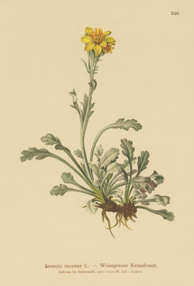 Starček šedý (Senecio incanus) od German School
