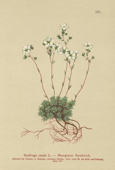 Lomikámen šedý (Saxifraga caesia) od German School