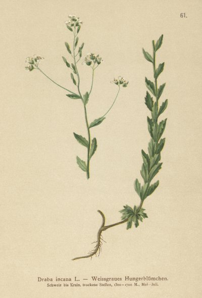 osuška šedá (Draba incana,) od German School
