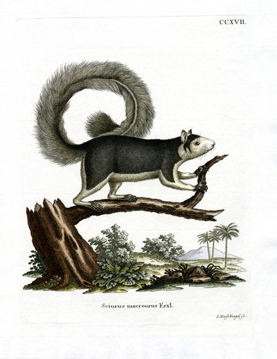 Grizzled Giant Squirrel (barevná rytina) od German School
