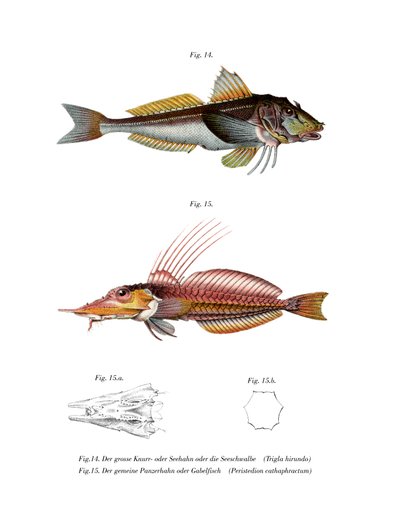 Gurnard Perlon (barevné lito) od German School