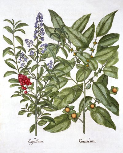 Guaiacum a čínský zobák, od Hortus Eystettensis, od Basila Beslera (1561-1629), hospoda. 1613 (ručně kolorovaná rytina) od German School