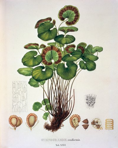 Gymnogramme Reniformis, tabulka XXVI z ‚Plantarum Cryptogamicarum Brasiliensium‘ od Johanna Baptista Von Spix a Carl Friedrich von Martius od German School