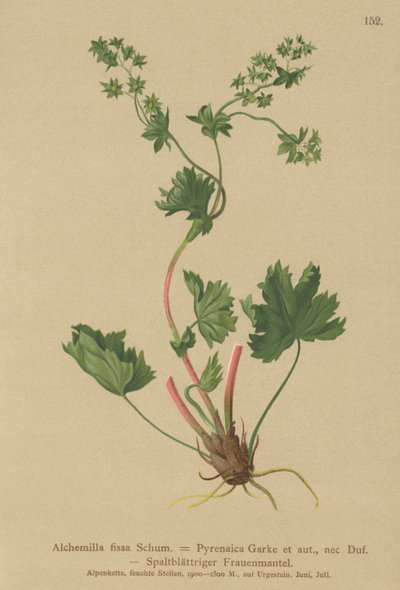 Mantle bezsrstá (Alchemilla fissa, Alchemilla Pyrenaica) od German School