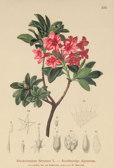 Alpenrose vlasatá (Rhododendron hirsutum) od German School