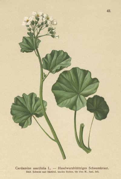 Řeřicha chlupatá (Cardamine asarifolia) od German School