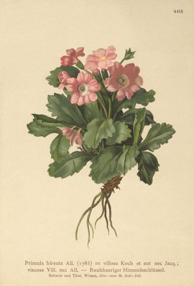 Prvosenka chlupatá (Primula hirsuta) od German School