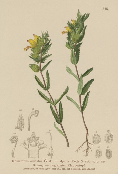 Chlupatý žlutý chřestýš (Rhinanthus aristatus, Rhinanthus alpinus) od German School