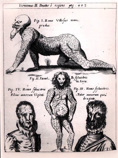 Chlupáč a divoký muž, ilustrace z Physica Curiosa od Gaspara Schotta (1608-66) od German School