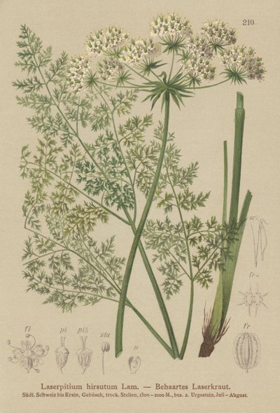 Hallers Sermountain (Laserpitium hirsutum, Laserpitium haller, Laserpitium panax) od German School