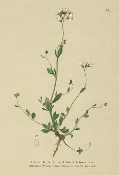 Hallers Wall-cress (arabský Haller) od German School