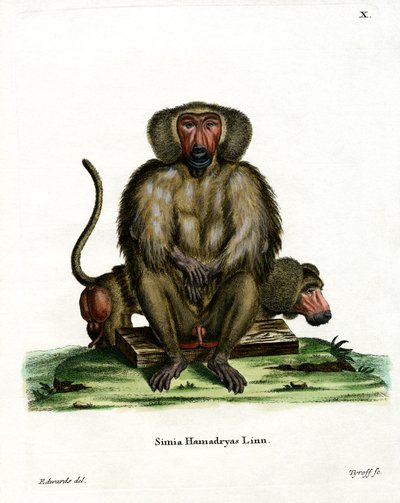 Hamadryas Baboon (barevná rytina) od German School