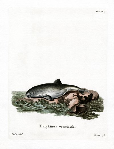 Harbour Porpoise (barevná rytina) od German School