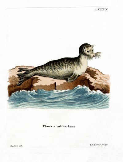 Harbour Seal (barevné rytí) od German School