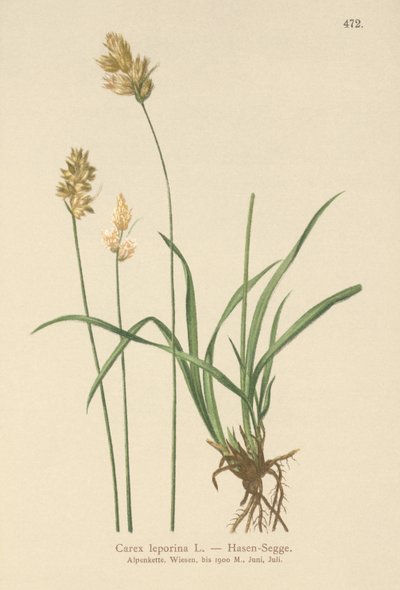 Ostřice zaječí (Carex leporina, Carex ovalis) od German School