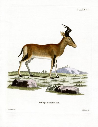 Hartebeest (barevné rytí) od German School