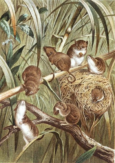 Harvest Mouse, deska z "Brehms Tierleben: Allgemeine Kunde des Tierreichs", sv. 2, str. 515, vydal Bibliographisches Institut od German School