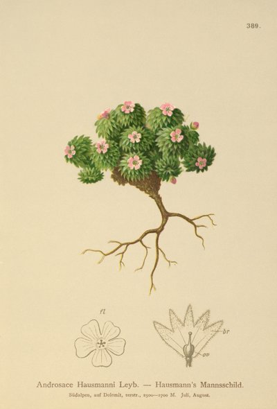 Hausmanns Rock Jasmine (Androsace Hausmannii) od German School