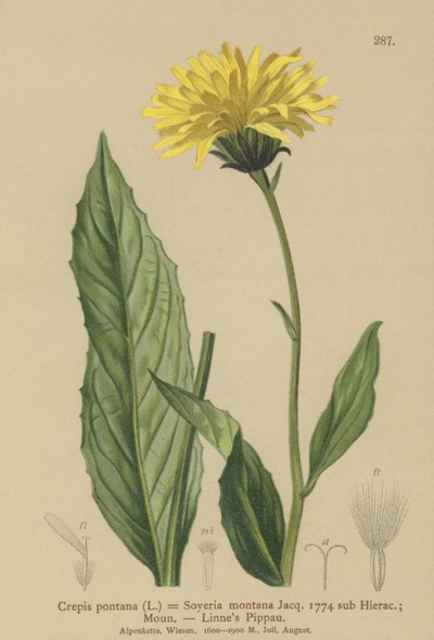 Jestřábí vous (Crepis bocconi, Crepis pontana, Crepis montana, Hieracium montanum, Soyeria montana) od German School