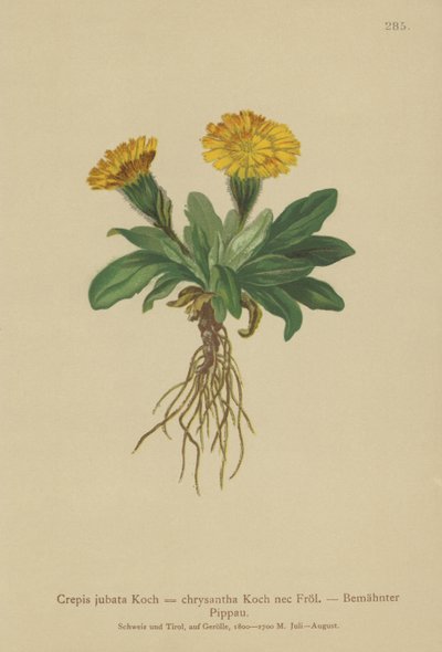 Jestřábí vous (Crepis jubata, Crepis rhaetica) od German School