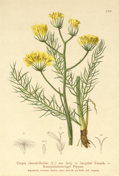 Jestřábní vous (Crepis chondrilloides) od German School