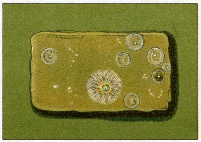 Zdravé hladiny bakterií v pitné vodě, cca 1890 (barevný chromolitograf) od German School