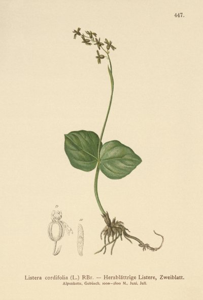 Čepel srdčitá (Listera cordata, Listera cordifolia, Neottia cordata) od German School