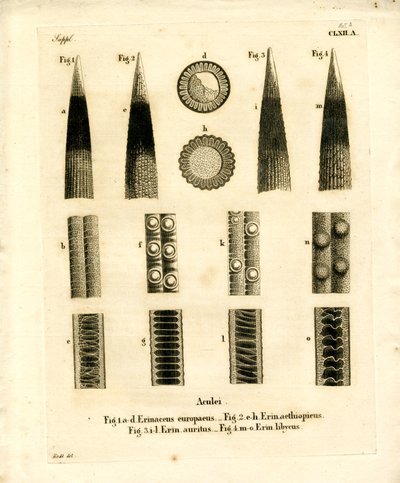 Hedgehog Prickles (barevné gravírování) od German School