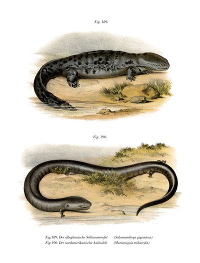 Hellbender (barva lito) od German School