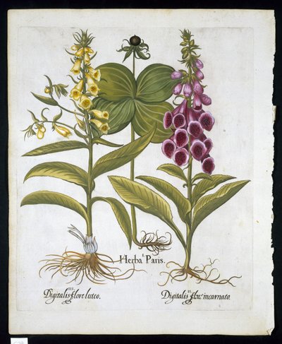Herb Paris (Solanum quadrifolium), Náprstník obecný (Digitalis Purpurea) Velký žlutý náprstník z Hortus Eystettensis od Basila Beslera (1561-1629) hospoda 1613 (ručně kolorovaná rytina) od German School