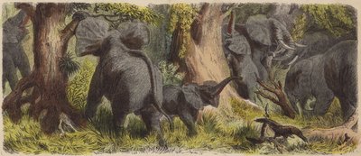 Stádo slonů v africké džungli (barevná rytina) od German School