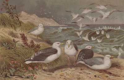 Racek stříbřitý a racek velký, deska od Brehmse Tierleben: Allgemeine Kunde des Tierreichs, sv. 6, str. 108, vydal Bibliographisches Institut, 1892 od German School