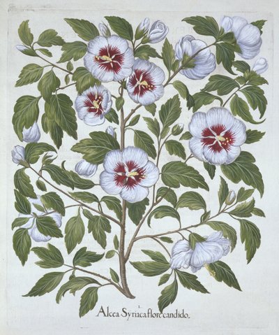 Hibiscus syriacus, od Hortus Eystettensis, Basil Besler (1561-1629), pub. 1613 (ručně kolorovaná rytina) od German School