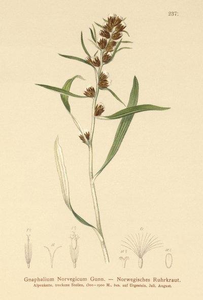 Temnota horská (Gnaphalium norvegicum) od German School