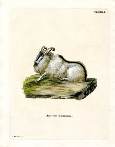 Himalayan Thar (barevná rytina) od German School