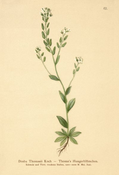 Žlutohnědá (Draba Thomasii) od German School