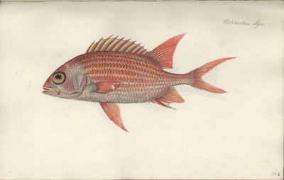 Holocentrus ascensionis, před rokem 1790 (wc na papíře) od German School