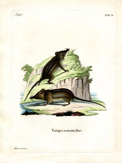 Honey Possum (barevné rytí) od German School