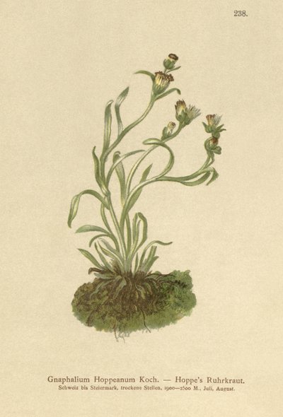 Chmel obecný (Gnaphalium Hoppeanum, Omalotheca hoppeana) od German School