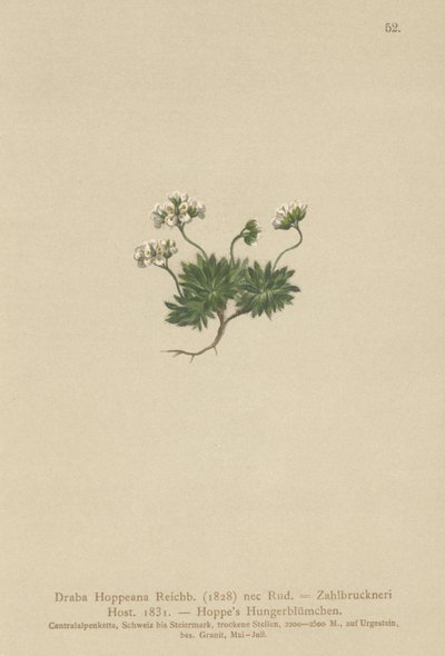 Hoppes Whitlow-grass (Draba Hoppeana, Draba Zahlbruckneri) od German School