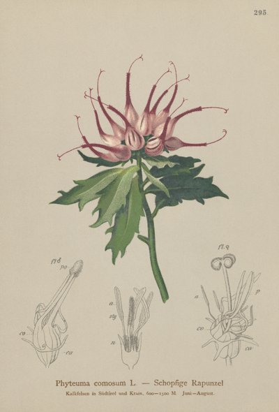 Rampion rohatý (Phyteuma comosum, Physoplexis comosa, Syntoma comosum) od German School